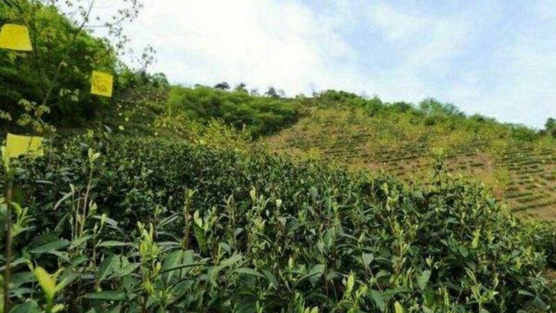 生态农业产业链搭建：关键环节与注意事项