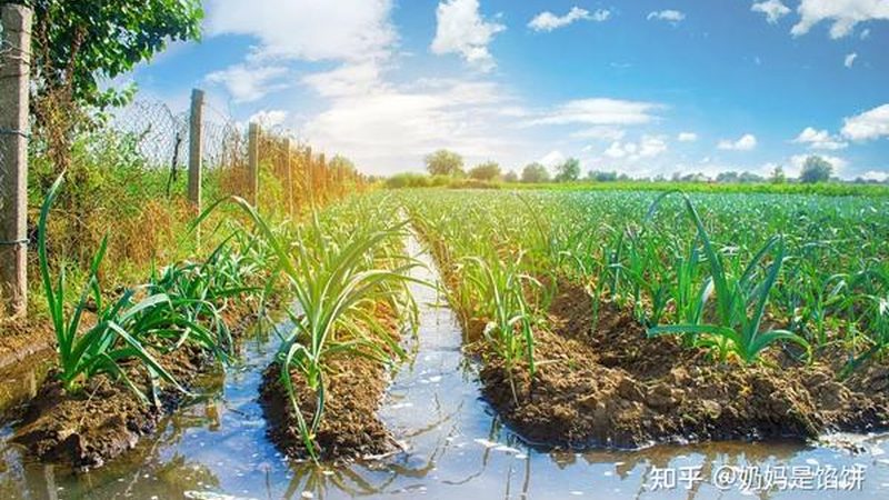 果蔬配送公司哪家靠谱