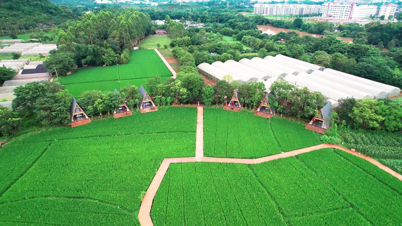 蔬菜专业合作社：构建现代农业的生力军**